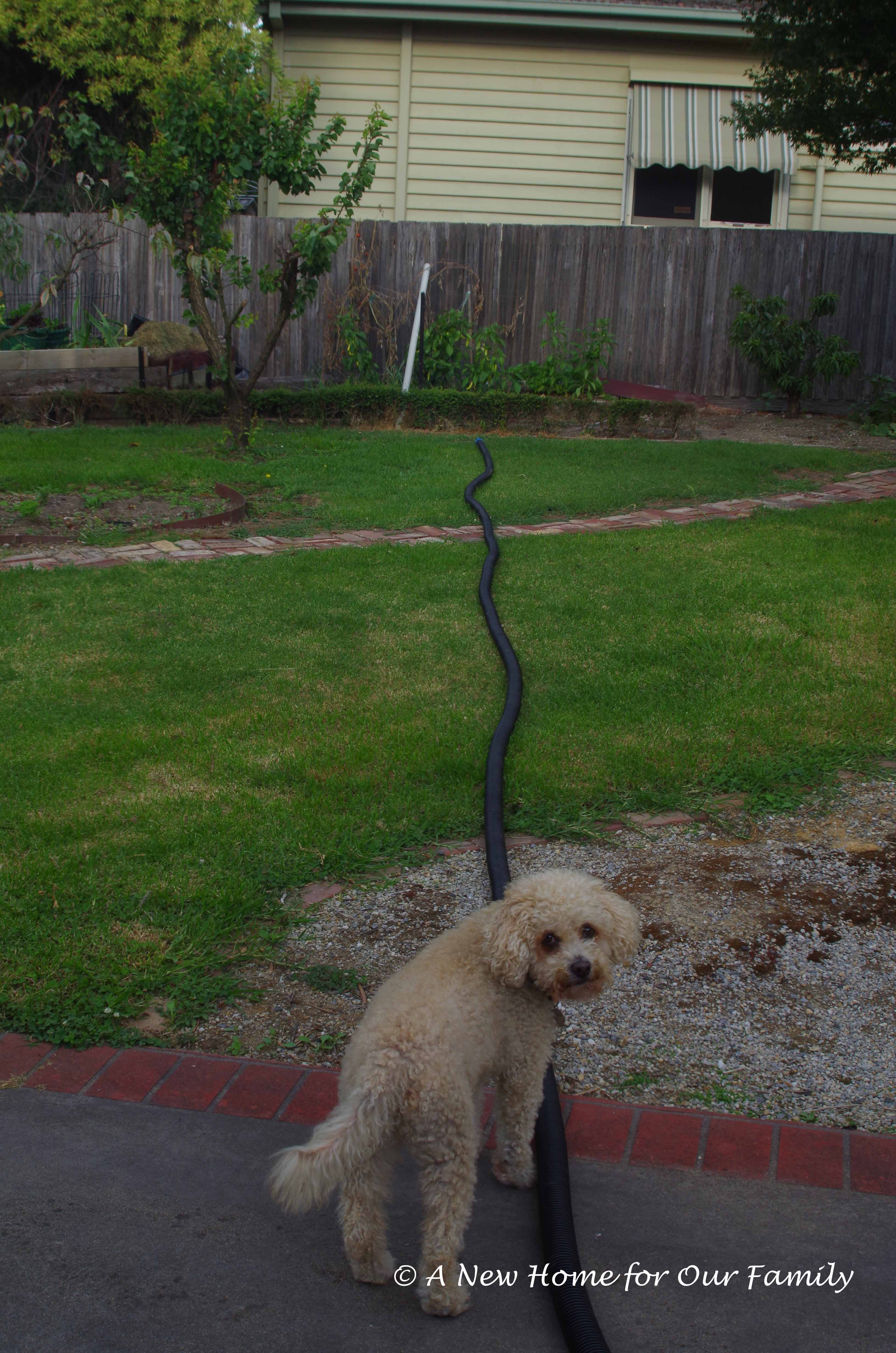Measuring up the back yard - edge of the deck. Even our dog Dermie was excited!